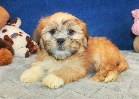 Lhasa Apso Puppies For Sale - Long Island Puppies