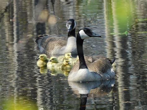 Weekend Wildlife gives details about the Canada goose in Michigan