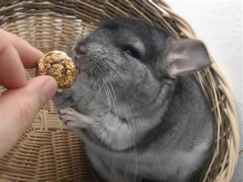 Chinchilla Breeds: Everything You Need to Know About These Adorable ...