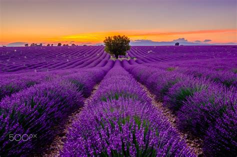 Lavender field at sunrise in Provence, France by Anton Gvozdikov on 500px | Lavender fields ...