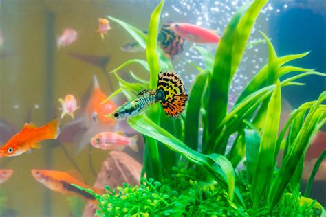 The Best Way To Move Your Aquarium and Aquatic Pets