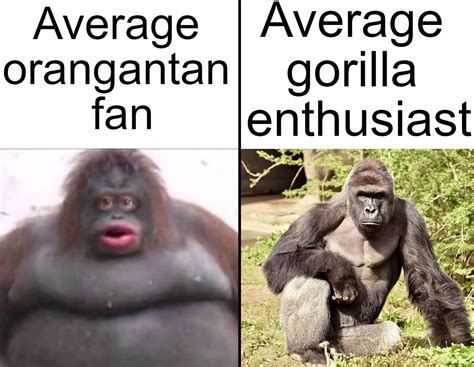 Average orangutan fan Vs. Average gorilla enthusiast : r/memes