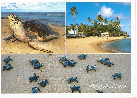 MY POSTCARD-PAGE: BRAZIL ~Praia do Forte