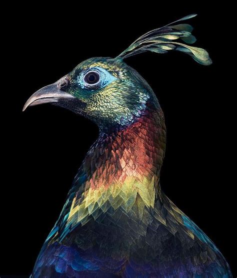 25 Striking Portraits Of Rare And Endangered Birds