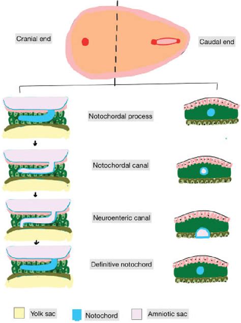 Notochord