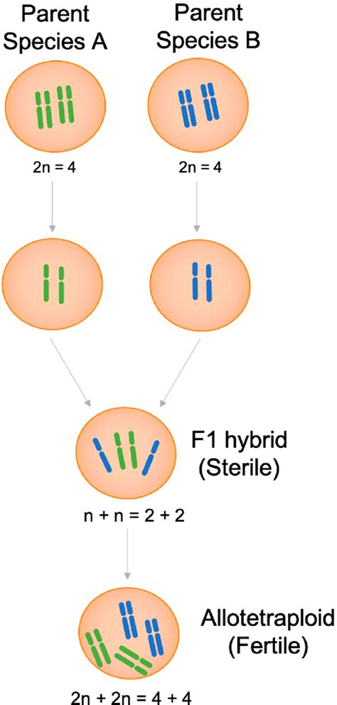 Polyploidy Examples