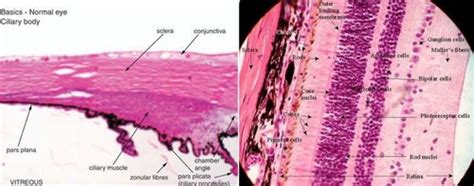 Lab 3 Histology of Cornea and Sclera Flashcards | Quizlet