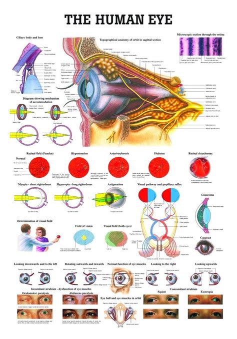 The Human Eye Poster - Clinical Charts and Supplies