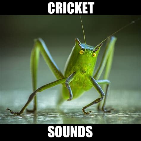 Crickets Sounds! Insect Sounds by Scott Dawson