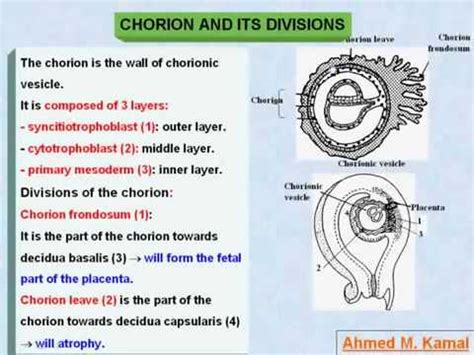 29 General Embryology Chorion and its divisions - YouTube