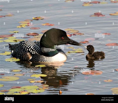 Kissing neck hi-res stock photography and images - Alamy