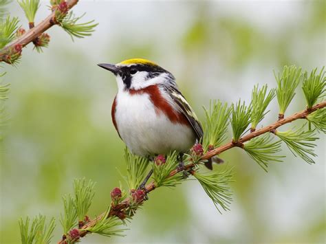 warbler, Bird, Birds, Nature, Wildlife