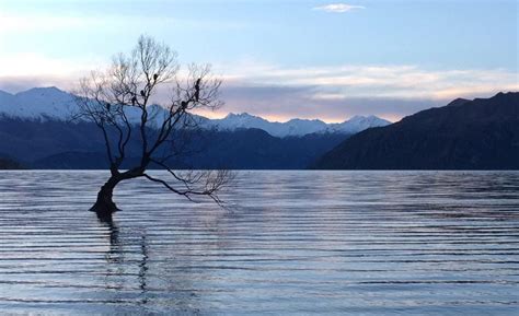 The Truth about the Wanaka Tree - How to Visit this "Insta-Famous" Spot