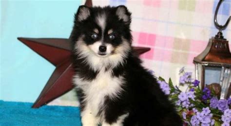 Pomsky.Meet Posey a Puppy for Adoption.