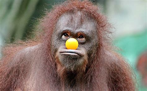 Ball Humor Monkey Orangutan Primate Wildlife Wallpaper - Resolution:1920x1200 - ID:1086193 ...