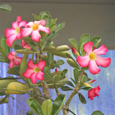 Adenium obesum - Desert Rose - Mid Valley Trees