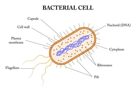 3,608 Bacteria Cell Diagram Royalty-Free Images, Stock Photos & Pictures | Shutterstock