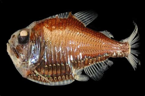 Giant hatchetfish - Alchetron, The Free Social Encyclopedia