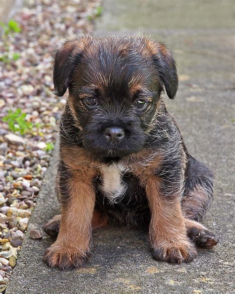 Miss You - Border Terrier Puppy Photograph by Gill Billington