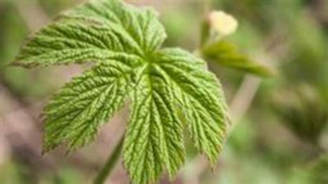 Goldenseal: an herb that could be worth its weight in gold - Nexus Newsfeed