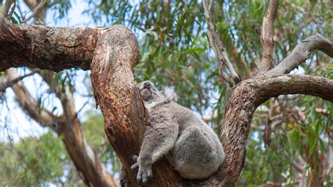 Bing HD Wallpaper Mar 11, 2024: Koala sleeping in a eucalyptus tree ...