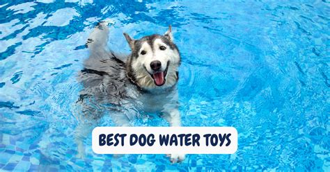 Unleash the Splash: Discover the Best Dog Water Toys of 2024