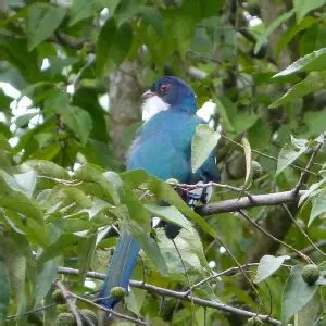 Cuban trogon - Facts, Diet, Habitat & Pictures on Animalia.bio