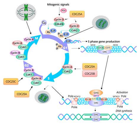 A Group of Promising Proteins - Cell Cycle Markers - Cusabio