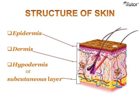 Subcutaneous Layer Diagram