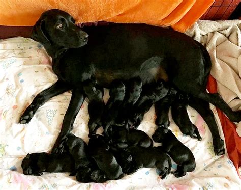 Black Lab gives birth to 13 puppies, shocks owners: 'They were just flying out' | Healthell ...