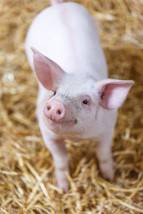 Smiling Pig Free Stock Photo - Public Domain Pictures
