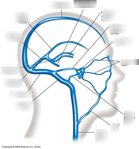 Dural Venous Sinuses of the brain/skull Diagram | Quizlet