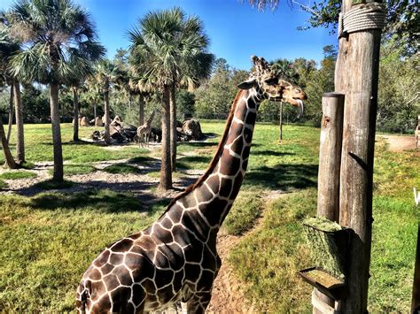 Jacksonville Zoo - Florida - Married with Wanderlust