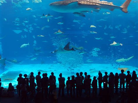 Whale Shark at Okinawa Churaumi Aquarium, Japan - Shark Photo