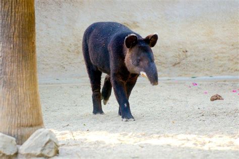 National Animal Of Peru