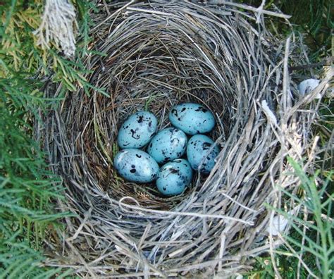 Common Grackle nest and eggs | Grackle, Eggs, Bird eggs