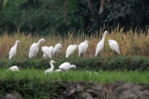 Desa Wisata Ketingan Yogyakarta Habitat Burung Kuntul Putih