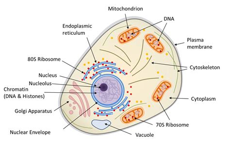 Theory Used to Describe the Origin of Some Eukaryotic Organelles ...