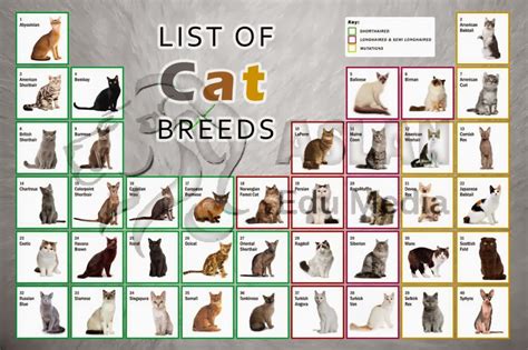 All Breeds Of Cats List With Pictures | Insured By Laura