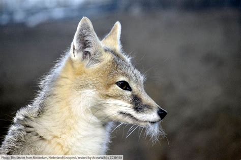 Swift Fox Facts, Pictures & Information. North American Wild Dog Species