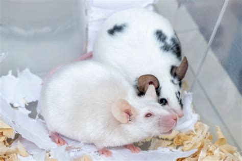 Reversing Alzheimer’s in Mice Using Common Prescriptions – Naturopathic ...