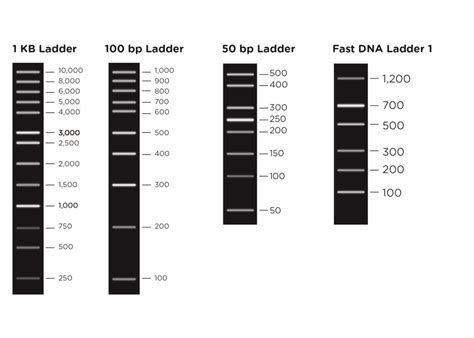 Choosing the right DNA ladder - miniPCR bio