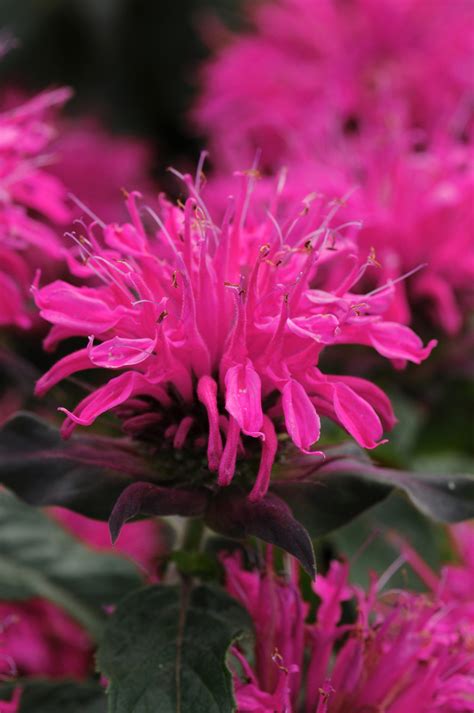 Monarda Pictures - National Garden Bureau