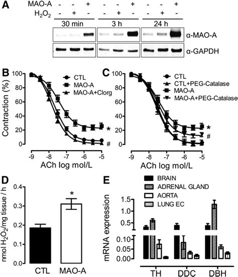 Effects of ex vivo monoamine oxidase (MAO-A) on vascular function. A,... | Download Scientific ...