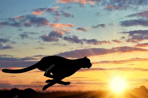 Running cheetah silhouette Stock Photo by ©Prazisss 88663378