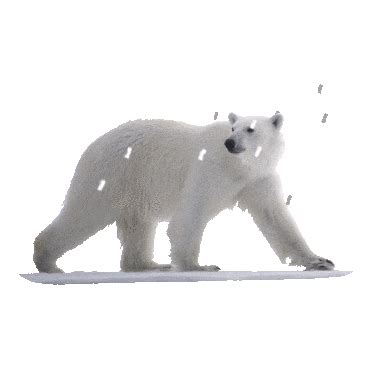 Baby Polar Bear Walk GIF | GIFDB.com