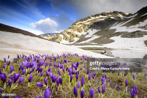 Melting Snow Landscape Photos and Premium High Res Pictures - Getty Images