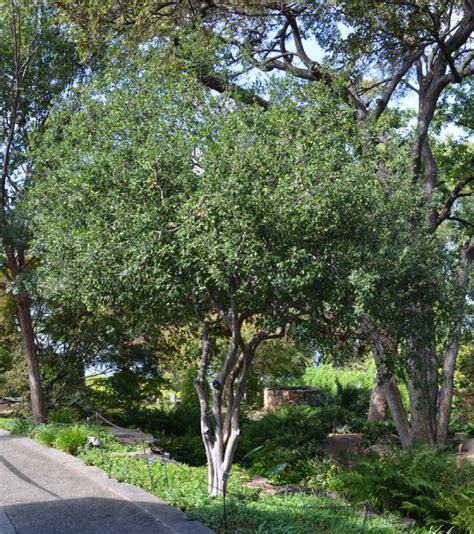 Texas persimmon – Diospyros texana – West Texas Urban Forestry Council