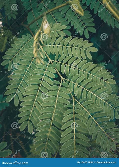 Chinese bidara leaves stock photo. Image of spruce, green - 269577986