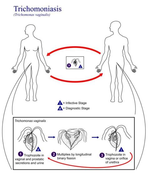 Trichomonas Tenax Life Cycle